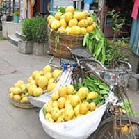 Bainganpalli Mango