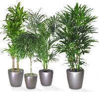 Foliage Plants