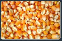 Maize Cattle Feed