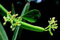 Cissus quadrangularis