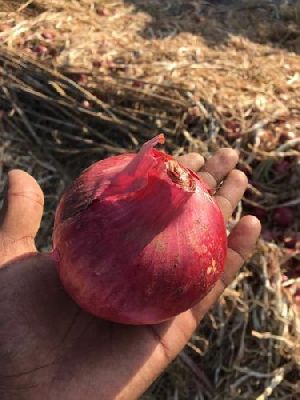 Fresh Red Onion