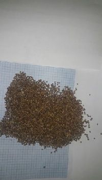 Coriander Seeds