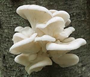 oyestar mushrooms