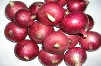 NASIK RED ONION SEED