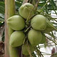 Fresh Tender Coconut