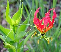 Gloriosa Superba