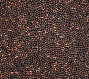 Black Pepper Seeds