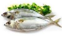 Indian Mackerel Fish