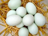 Duck Eggs