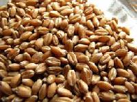 Durum Wheat