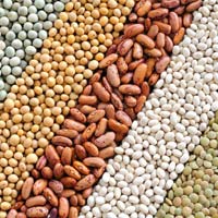 Indian Pulses