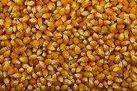 Popcorn Seeds