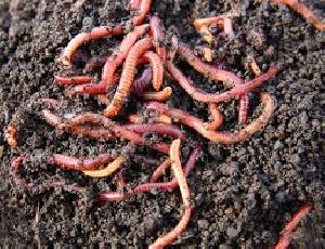 Organic vermicompost