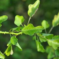 Fresh Thoothuvalai Leaves