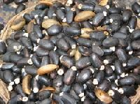 Jatropha Seeds