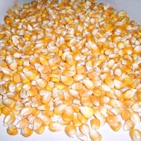 Yellow Maize (corn)
