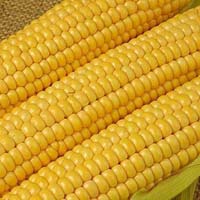 Yellow Maize