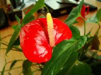 Anthurium