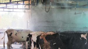 dairy shed cooling system