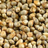 Bajra Millet Seeds