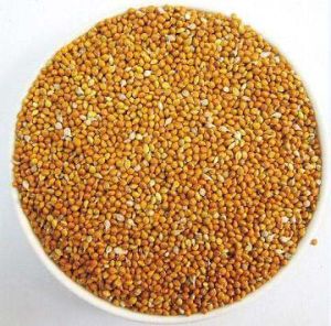 Sorghum Millet Seeds