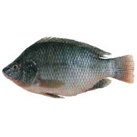 Tilapia Fish