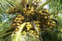 Coconut Plants