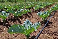 Drip Irrigation