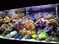 Marine Aquarium