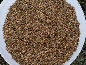 Coriander Seed Ukraine Origin