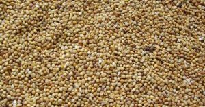 Green Millet