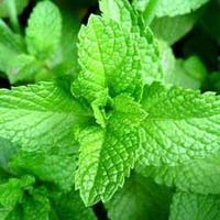 Fresh Mint Leaves