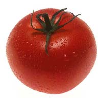 Fresh Tomato