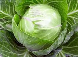 Fresh Cabbage