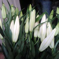 Fresh Oriental Lily Cut Flower