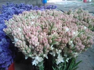 Fresh Tuberose Cut Flower