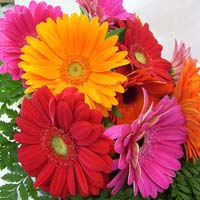 Fresh Gerbera Cut Flower