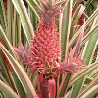 Ornamental Pineapple Foliage