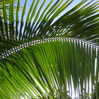 palm leaves