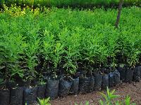 sandal wood sapling