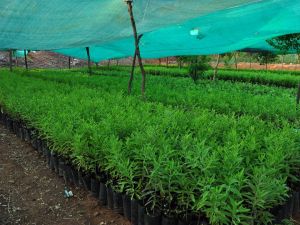 sandalwood sapling