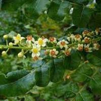 Boswellia Extract