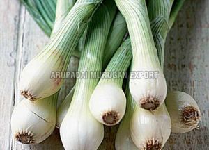 Fresh Scallion Onion