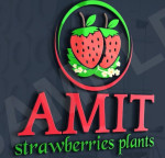 sirmour/amit-strawberry-plants-nursery-rajgarh-sirmour-10251091 logo