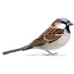 indore/sparrow-trade-mart-pvt-ltd-vidya-nagar-indore-4374144 logo