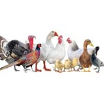 jammu/cheemafarm-poultry-and-products-ranbir-singh-pura-jammu-5914120 logo
