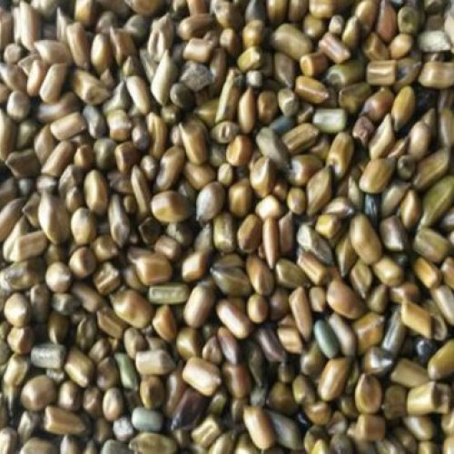 Cassia Tora Seeds