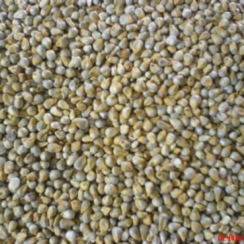 Green Millet