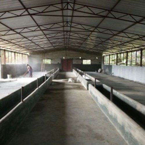 Dairy Closed Type Shed Construction Services