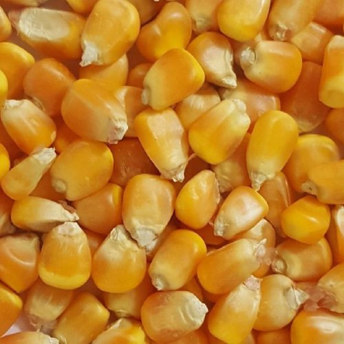 Yellow Corn